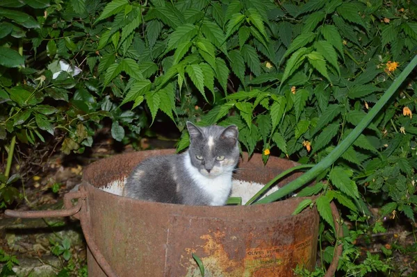 Adorable Chaton Gris Mignon Sur Pot Rouillé Parmi Verdure — Photo