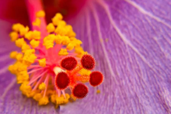 Detailní Záběr Stigma Květiny Fialovými Okvětními Lístky — Stock fotografie