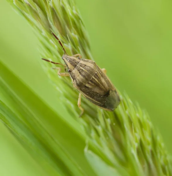 Skalbaggens Makrofotografi Naturen — Stockfoto