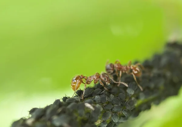 Macro Formigas Vida Formigas Natureza — Fotografia de Stock