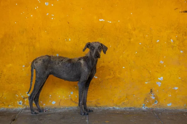 Cão Vadio Fino Cinzento Frente Uma Parede Amarela Danificada Uma — Fotografia de Stock