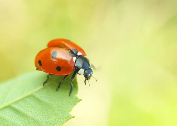 Macrophotographie Scarabée Dans Nature — Photo