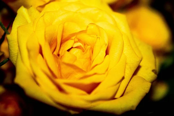 Gros Plan Belle Rose Jaune Fleurie — Photo