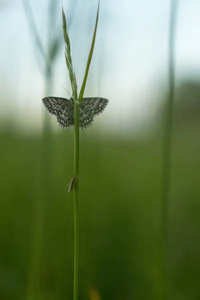 背景模糊的绿色植物上蝴蝶的特写镜头 — 图库照片