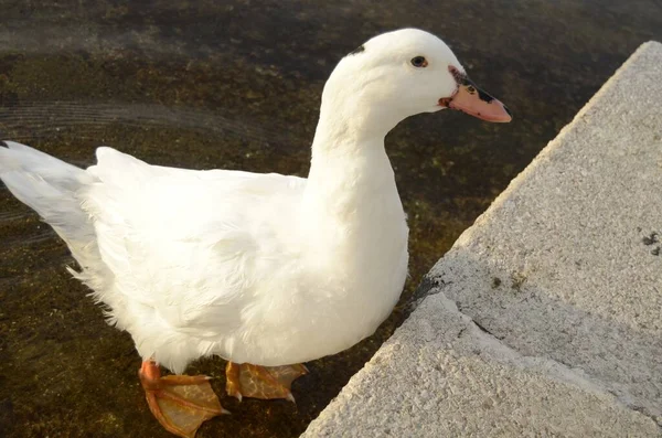 Een Close Schot Van Een Witte Eend Staand Een Oever — Stockfoto