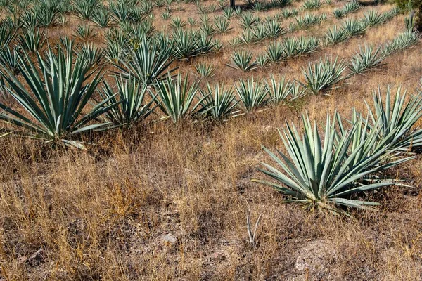 Una Toma Alto Ángulo Líneas Plantas Agave Espadin Campo Cubierto —  Fotos de Stock