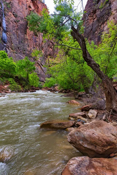 Vertikal Bild Flod Nära Klipporna Vid Zion National Park Utah — Stockfoto