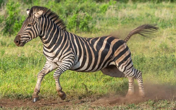 Bir Zebranın Safaride Zıplayıp Koşarkenki Yakın Çekimi — Stok fotoğraf