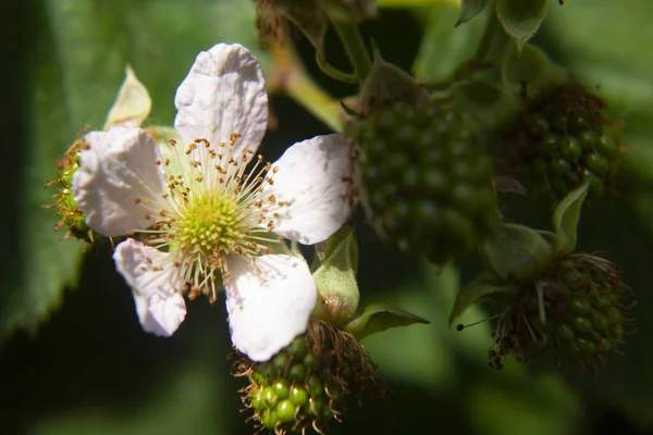 Closeup Shot Blossomed White Flowers Unripe Blackberries — Stock Photo, Image