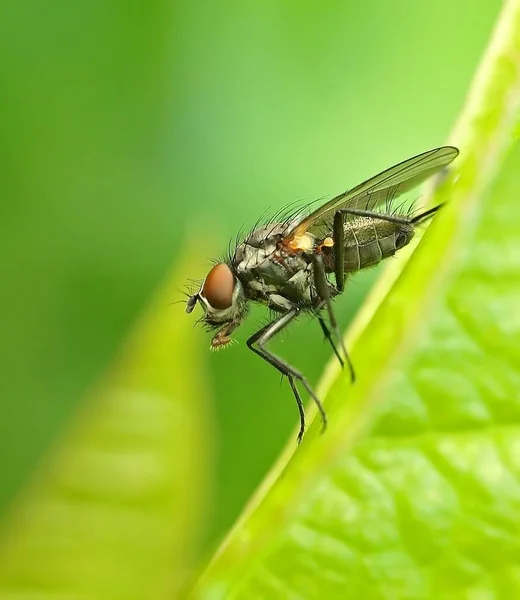 Macrofotografia Moscas Close Fly Inseto Natureza — Fotografia de Stock