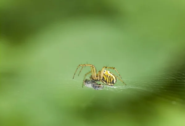 Foto Van Een Spin Jagend Roofdier — Stockfoto