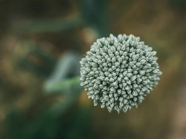 Egy Makró Felvétel Egy Virágzó Hagymavirág Fejéről Kertben — Stock Fotó