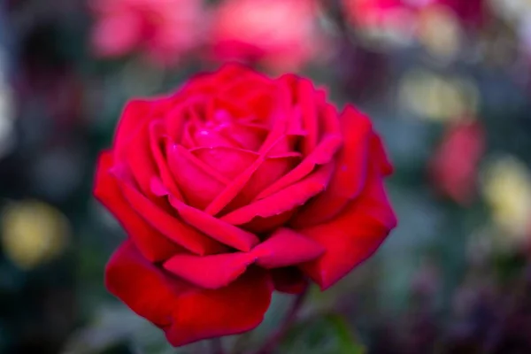 Una Bella Floribunda Rossa Rosa Uno Sfondo Sfocato — Foto Stock