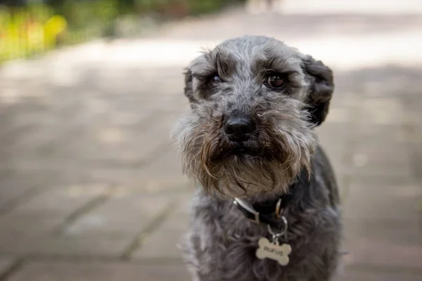 Egy Közeli Felvétel Miniatűr Schnauzerről Utcán — Stock Fotó