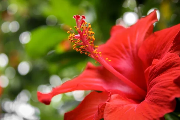 Tiro Seletivo Foco Hibisco Vermelho Jardim Capturado Durante Dia — Fotografia de Stock