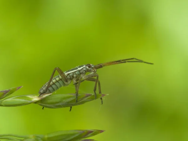 Makro Bug Villieläinten Tuholaisten — kuvapankkivalokuva