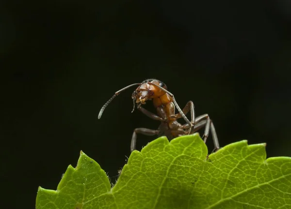 군대개미 개미들 의생활 — 스톡 사진