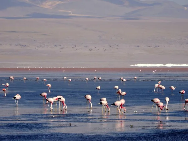 Een Prachtig Shot Van Roze Flamingo Staand Vissen Eten Blauw — Stockfoto