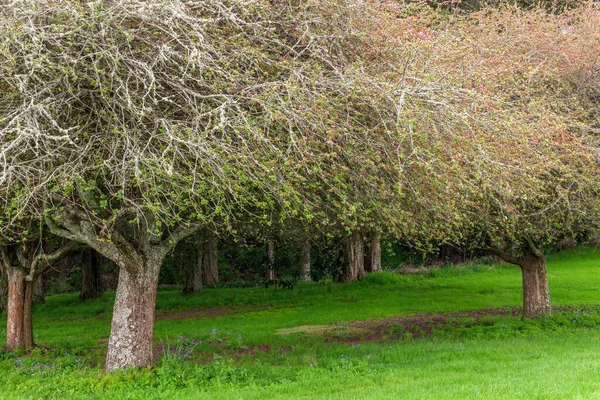 Paisaje Árbol Único Prado Verde — Foto de Stock