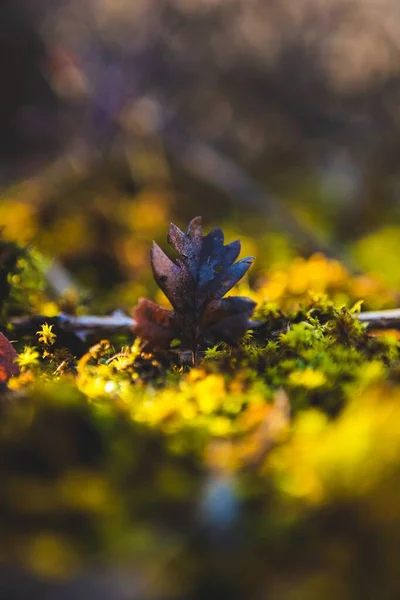Вертикальний Знімок Осіннього Листя Землі Фоном Боке — стокове фото