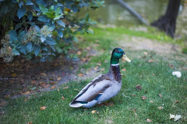 Egy Vadkacsa Áll Földön Zölddel Borítva Napfény Alatt Homályos Háttérrel — Stock Fotó