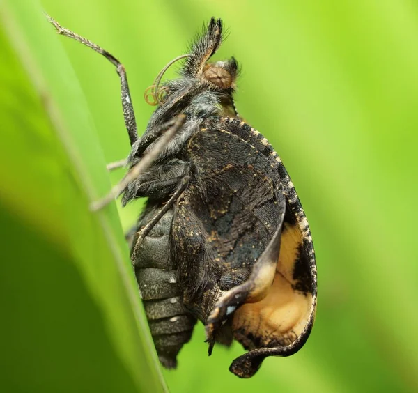 Macrophotografie Van Vlinder Een Blad — Stockfoto