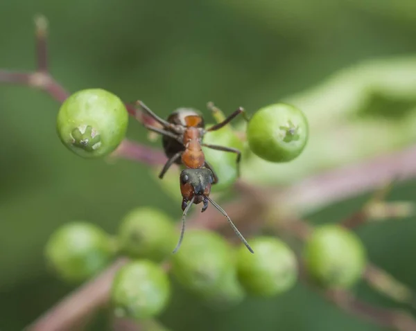 Macro Formiche Vita Delle Formiche Nella Natura — Foto Stock