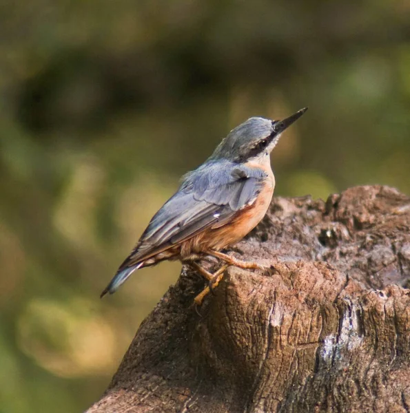 Plan Rapproché Petit Attrape Mouches Debout Sur Une Surface Rocheuse — Photo