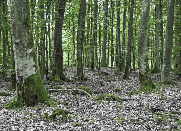 Foto Färska Gröna Skogen — Stockfoto