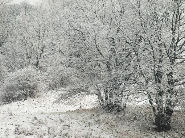 Frost Forest Winter Full Snow — Stock Photo, Image