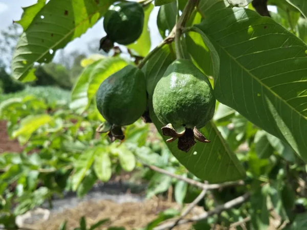 Eine Nahaufnahme Unreifer Guaven Auf Einem Ast Einem Garten Unter — Stockfoto