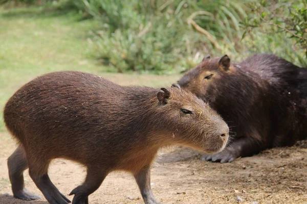 Ένα Κοντινό Πλάνο Του Capybaras Ένα Χωράφι Καλυμμένο Πράσινο Κάτω — Φωτογραφία Αρχείου
