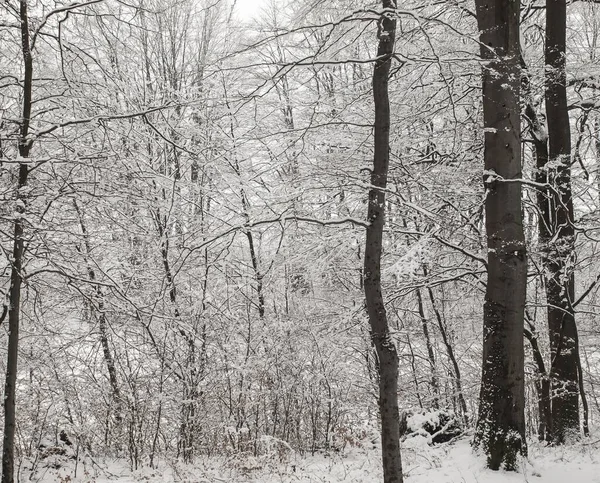 Krajina Lesa Zimě — Stock fotografie