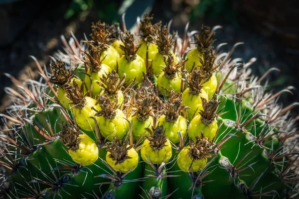 Cactus Barril Desierto — Foto de Stock