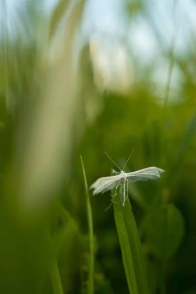 在背景模糊的绿色植物上拍下的蜻蜓特写 — 图库照片