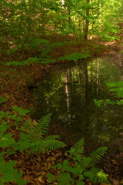 Vertikal Bild Ett Kärr Omgiven Vackra Träd Skog — Stockfoto