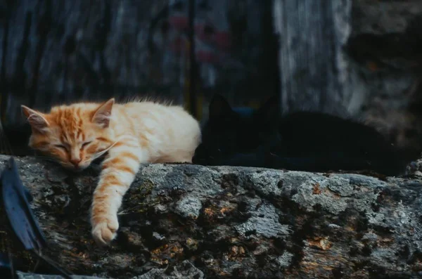 Eine Selektive Fokusaufnahme Der Entzückenden Braunen Und Schwarzen Schlafenden Katzen — Stockfoto