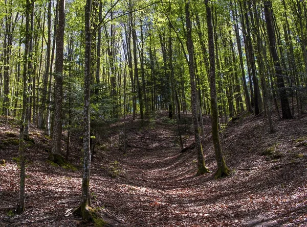 Fotografie Von Bunten Wäldern Frühling — Stockfoto