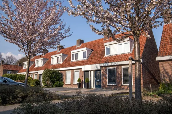 Piękne Ujęcie Małych Odnowionych Rzędów Domów Drzew Wiśni Holandii — Zdjęcie stockowe