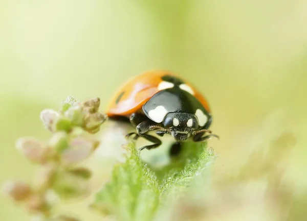 Macrofotografia Besouro Natureza — Fotografia de Stock