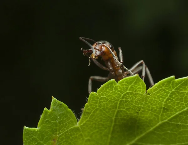 Makro Mravenci Život Mravenců Přírodě — Stock fotografie