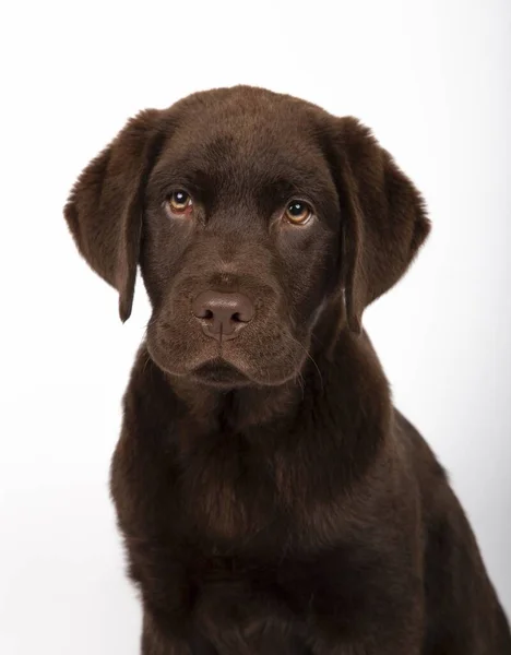 Colpo Verticale Adorabile Cucciolo Chocolate Labrador Sfondo Bianco — Foto Stock