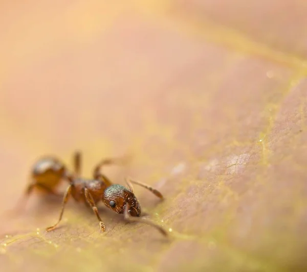 Macro Fourmis Vie Des Fourmis Dans Nature — Photo