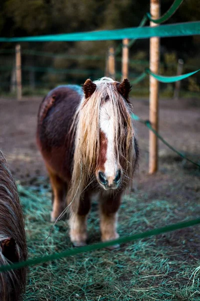 Selektivní Záběr Shetlandského Poníka Pasoucího Poli — Stock fotografie