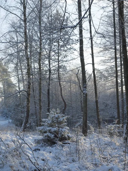 Waldlandschaft Winter — Stockfoto