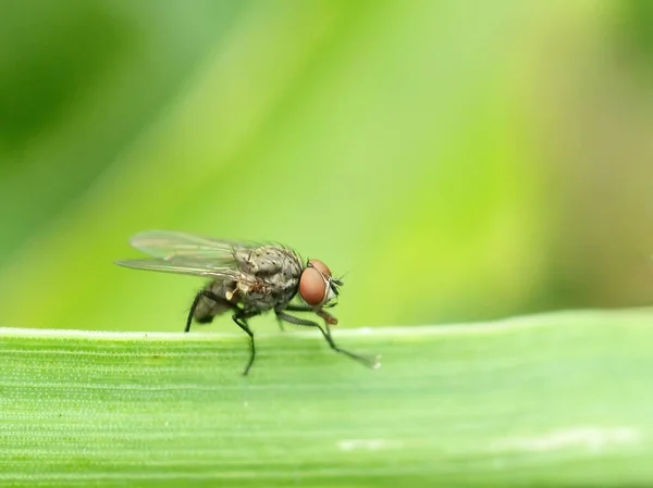 Makroaufnahmen Von Fliegen Großaufnahmen Von Fliegen Insekten Der Natur — Stockfoto
