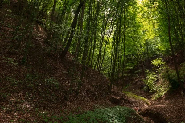 Красиві Пейзажі Лісу Зеленню Безліччю Високих Дерев — стокове фото