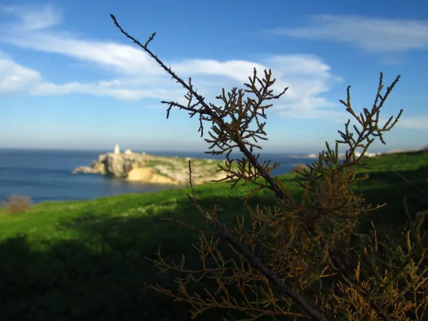 Ramo Dell Albero Tamarisk Con Pittoresche Isole San Paolo Sullo — Foto Stock