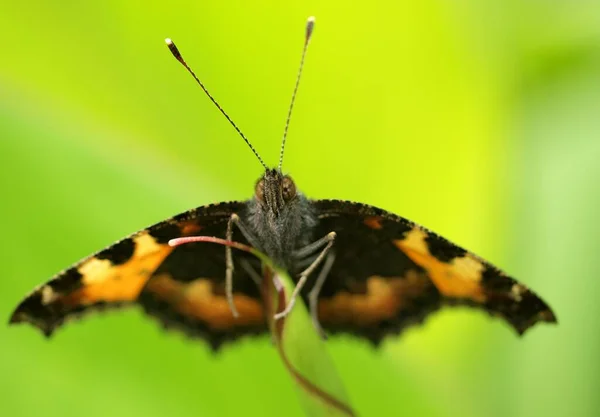 Macrofotografia Borboleta Uma Folha — Fotografia de Stock