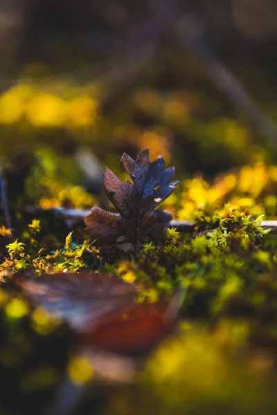 Vertikální Záběr Podzimního Listí Zemi Bokeh Pozadím — Stock fotografie